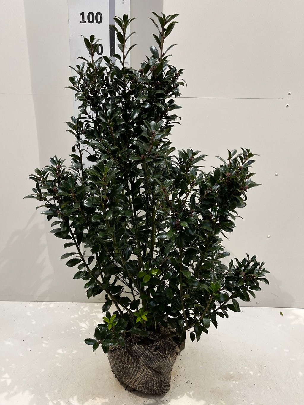 Ilex meserveae 'Heckenpracht' - 50-60 CM RB
